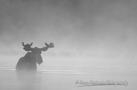 DP_NWG-107 Moose in Fog 4