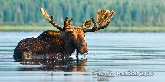 DP_NWG-111 Feeding Bull