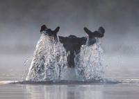 DP_NWG-108 Moose Cascade