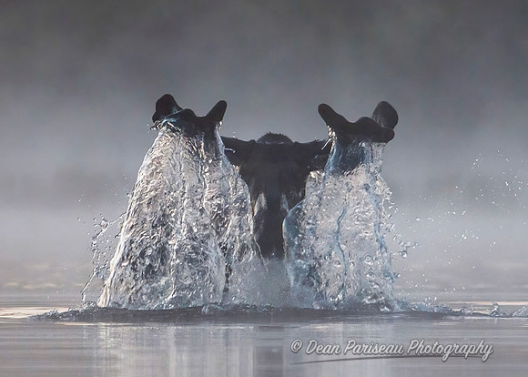 DP_NWG-108 Moose Cascade