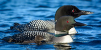DP_NWG-113 Loon Family