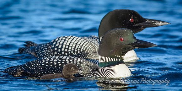DP_NWG-113 Loon Family