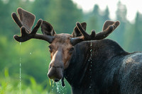 DP_NWG-110 Portrait of a Moose