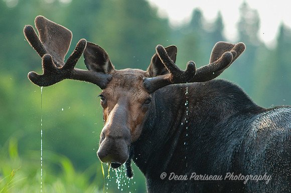 DP_NWG-110 Portrait of a Moose