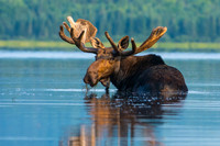DP_NWG-114 Big Bull Feeding