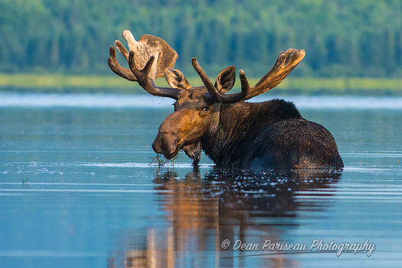DP_NWG-114 Big Bull Feeding