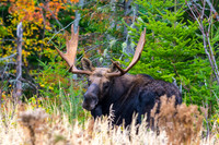 DP_NWG-116 Kokadjo Bull 2