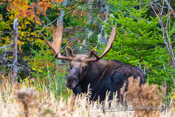 DP_NWG-116 Kokadjo Bull 2