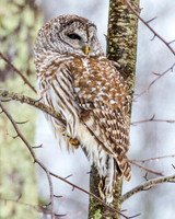 DP_NWG-117 Hardwick Barred Owl 1