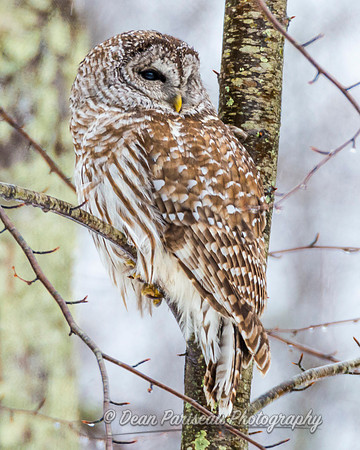 DP_NWG-117 Hardwick Barred Owl 1