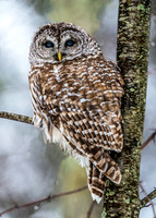 DP_NWG-118 Hardwick Barred Owl 2