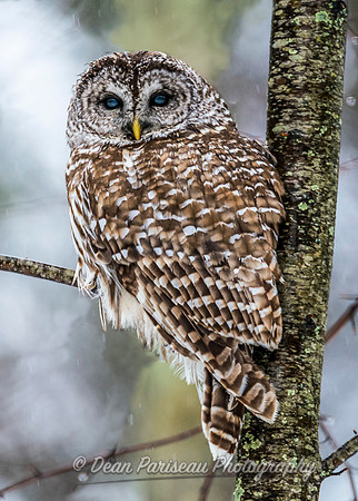 DP_NWG-118 Hardwick Barred Owl 2