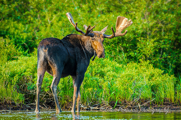 DP_NWG-115 Big Bull on Shore