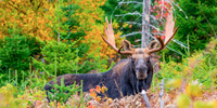DP_NWG-119 Kokadjo Bull
