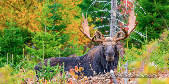DP_NWG-119 Kokadjo Bull