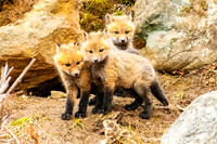 DP_NWG-123 Three of a Kind