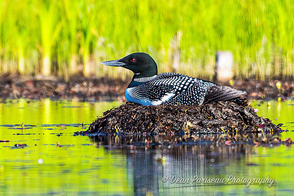 DP_NWG-210 Loon on Nest