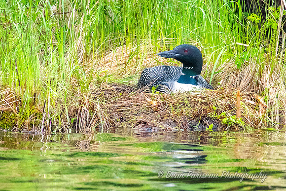 DP_NWG-215 Nesting Loon 1