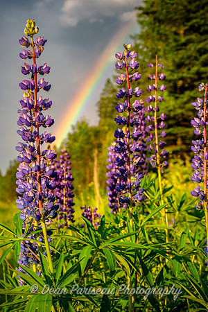 DP_NWG-219 Lupines After the Storm
