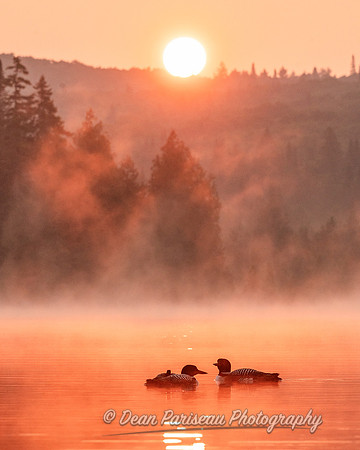 DP_NWG-286 Loon Chick's First Sunrise