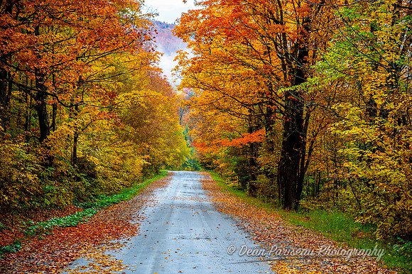 DP_NWG-298 Autumn Road Lined with Gold