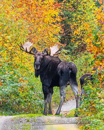 DP_NWG-312 Big Jay in Autumn