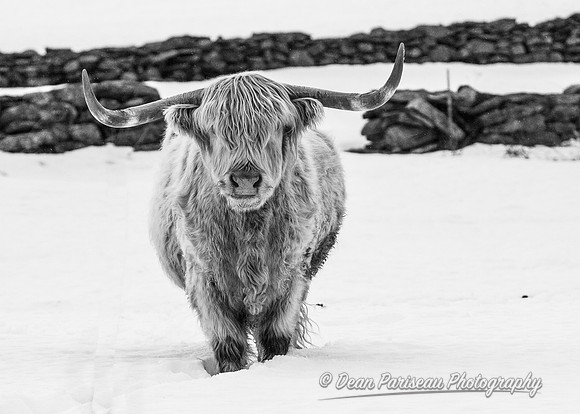 474 High Contrast Scottish Highland Cattle