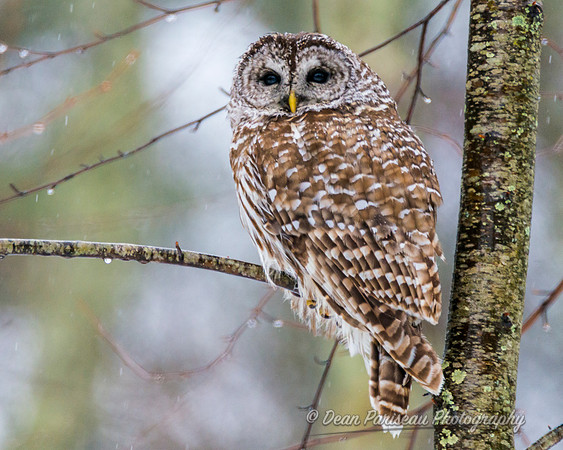 473 Hardwick Barred Owl 3