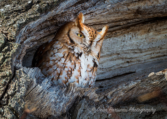 470 Red Morph Screech Owl Sleepy Eyes