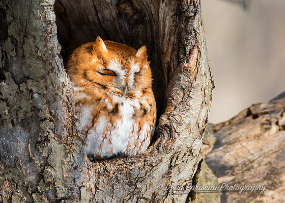 467 Red Morph Screeh Owl Napping