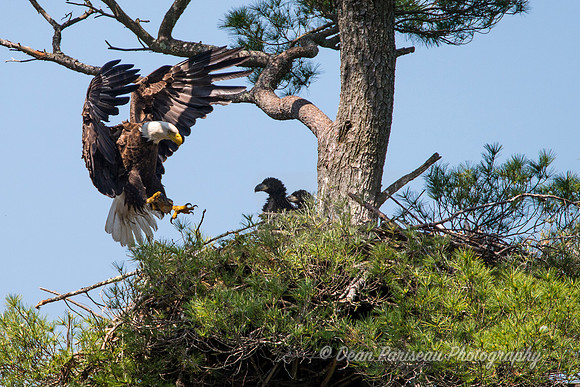 452 Incoming Eagle LGV