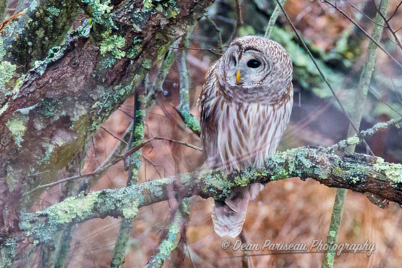 419 Parker River Barred Owl 2