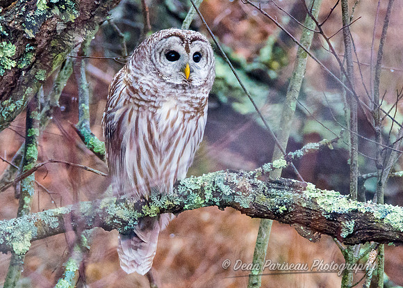 418 Parker River Barred Owl 1
