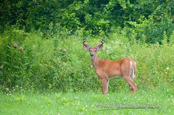 114 Buck in Velvet