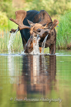 284 Moose Cascade