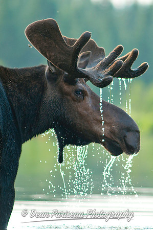 282 Moose Profile
