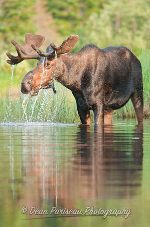 283 Moose Reflections