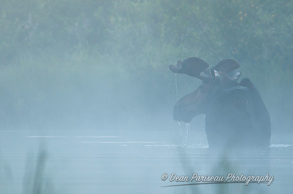 131 Foggy Morning Feeding