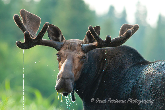 281 Portait of A Moose