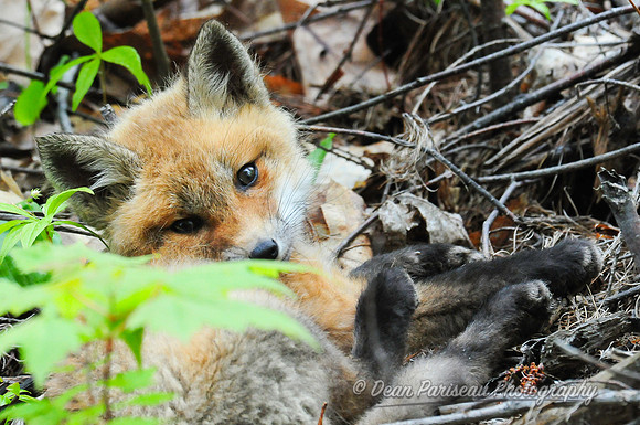 178 Sleepy Fox Pup
