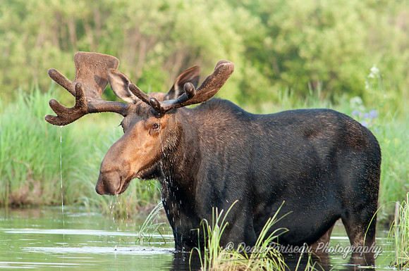 285 Moose Portrait 2