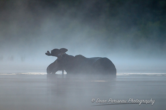 307 Moose in the Fog 3