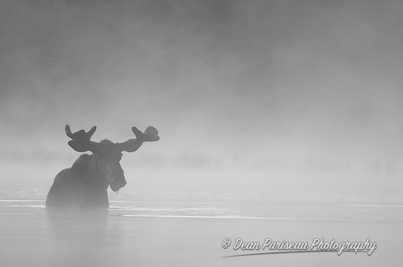 157 Moose in the Fog 4