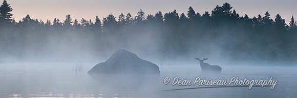 156 Moose in the Fog 2