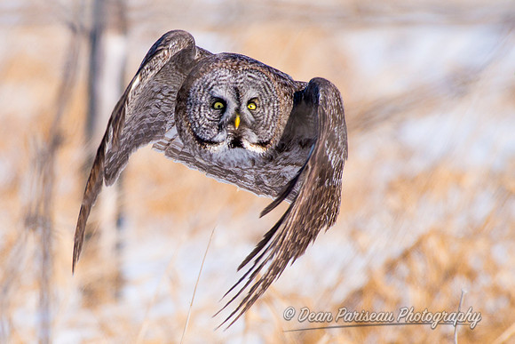 703 Focused in Flight