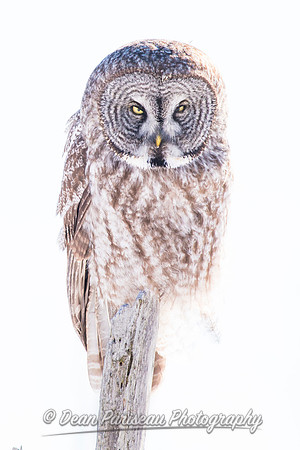 699 Great Gray Owl High Key