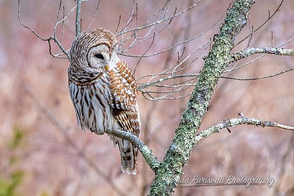 802 Barred Owl in Marsh 1