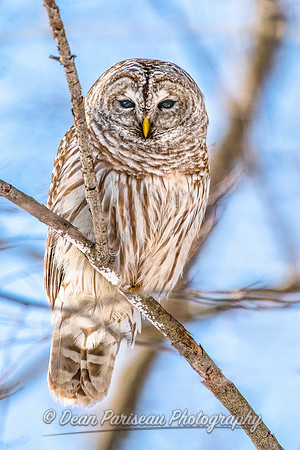 804 Blue Sky Barred Owl