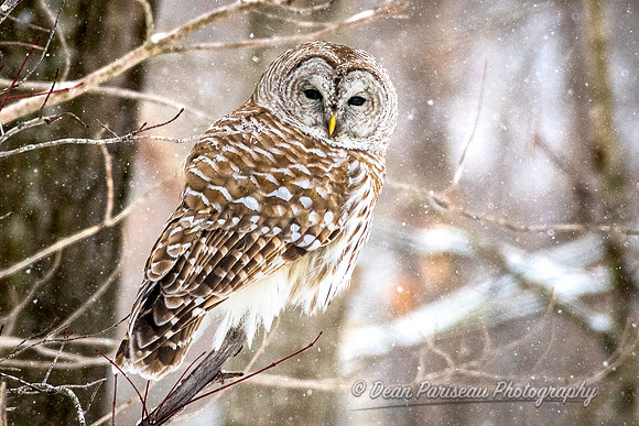 805 Snow Falling on Barred Owl 1