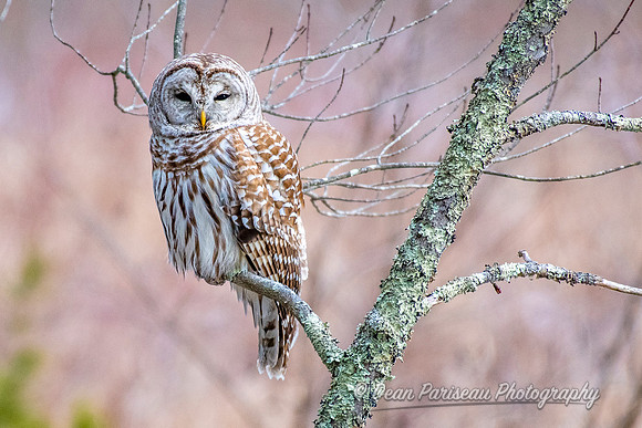 803 Barred Owl in Marsh 2